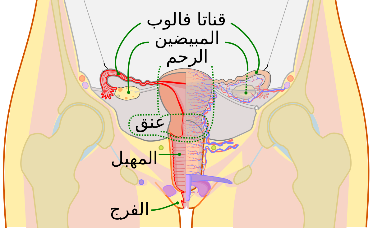 اسباب النزيف الرحمي المستمر - علاج النزيف الرحمى 1729