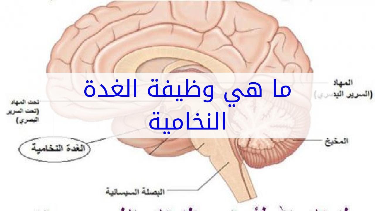 علاج الغدة النخامية , طرق علاج قصور الغده النخاميه