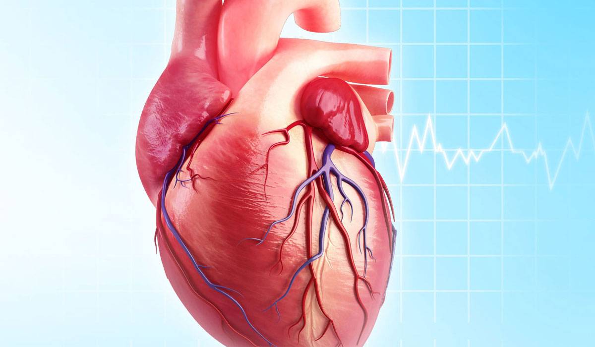 هل مرض القلب وراثي - ما سبب ضعف عضله القلب 1177 1