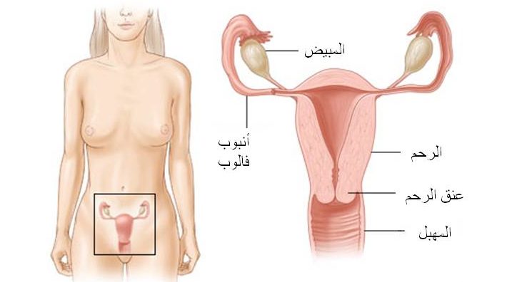 جسم المراة اثناء الدورة الشهرية - ما يحدث لجسمك اثناء الدوره الشهريه 390 1