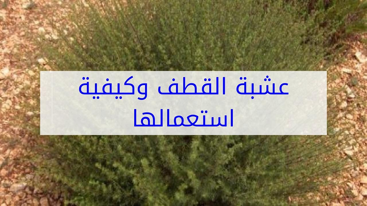 كيفية شرب عشبة القطف - عشبه خاصه بالنساء 1105