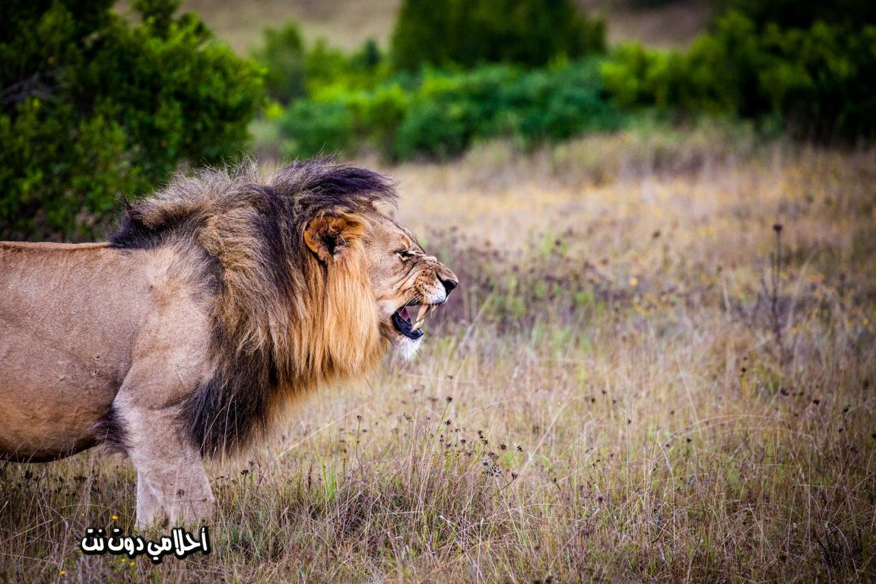 تفسير رؤية الاسد يطاردني في المنام , حلمت ب اسد يطاردنى