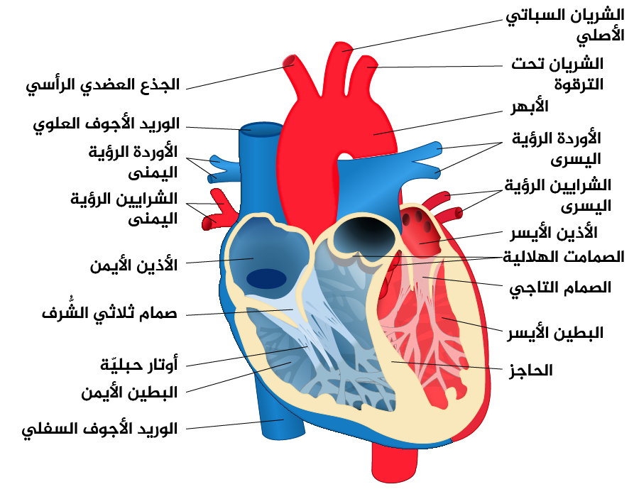 مقدمة عن القلب - معلومات واسرار مفيدة و تهمك عن قلبك 2688