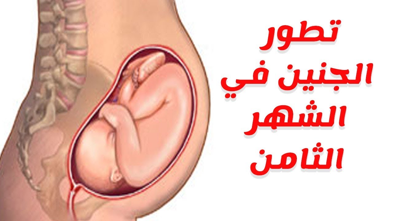 وضع الجنين في الشهر الثامن ما تطورات الجنين فى بطن امه افخم فخمه
